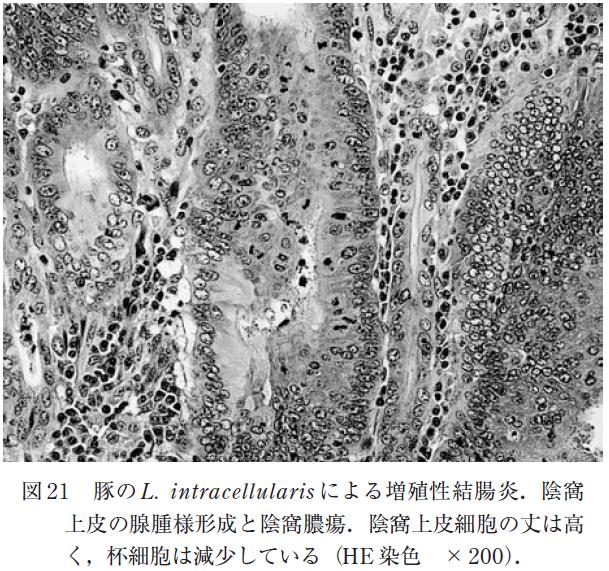 ؂Lawsonia intracellularisɂ鑝B
