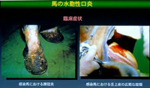 左・蹄冠部からの滲出益の漏出、右・舌の潰瘍(原図：JRA総研)