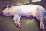 実験感染で重度のチアノーゼを示した急性敗血症死亡豚
