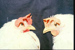 左・正常鶏、右・貧血鶏(原図：動物衛生研究所、磯部　尚氏)
