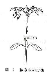 接ぎ木ホルダー利用によるトマトの接ぎ木技術