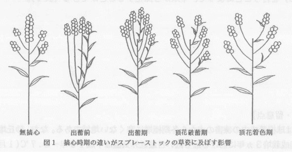 秋切りスプレーストックの良品生産のための摘心時期