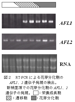 リンゴ花芽形成遺伝子afl1 Afl2の単離と機能解明