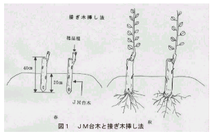 Jm台木の接ぎ木挿し法における接ぎ木時期 挿し木床の影響