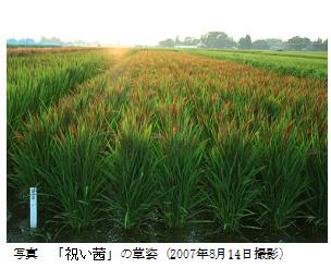 写真 「祝い茜」の草姿(2007年8月14日撮影)