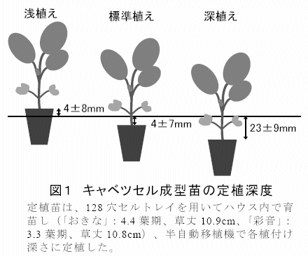 セル成型苗の深植え定植によるキャベツ結球部の傾き抑制