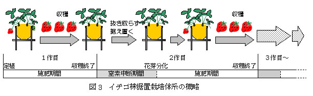 イチゴ高設栽培で同一株を多年利用する イチゴ株据置栽培 技術