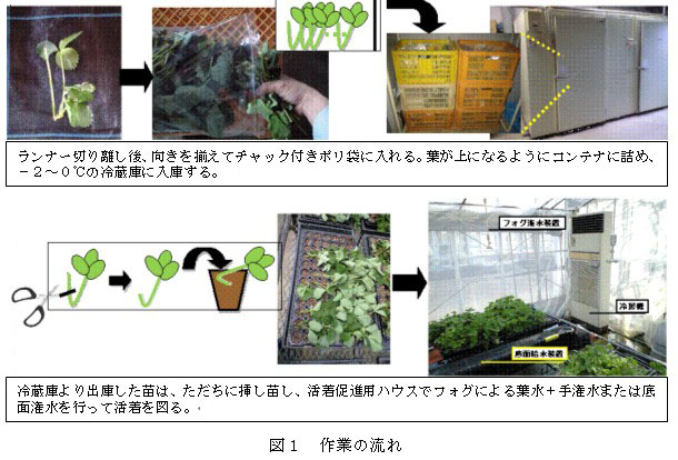 イチゴセル成型苗大量生産のための子株貯蔵及び活着促進技術