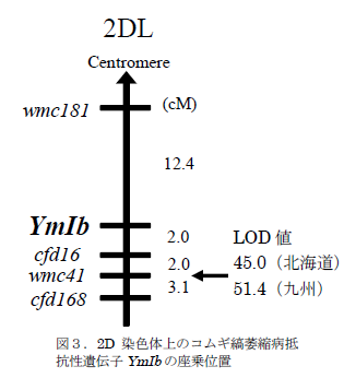 図3.2D染色体上のコムギ縞萎縮病抵抗性遺伝子YmIbの座乗位置