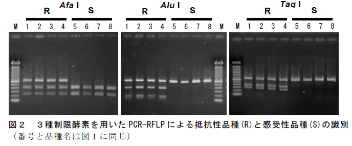 図2 3種制限酵素を用いたPCR-RFLPによる抵抗性品種(R)と感受性品種(S)の識別 (番号と品種名は図1に同じ)