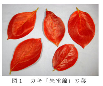 図1 カキ「朱雀錦」の葉
