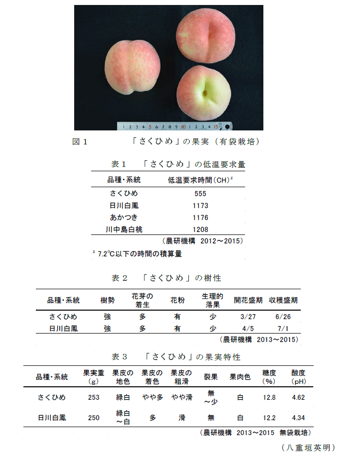 図1 「さくひめ」の果実(有袋栽培); 表1 「さくひめ」の低温要求量; 表2 「さくひめ」の樹性; 表3 「さくひめ」の果実特性