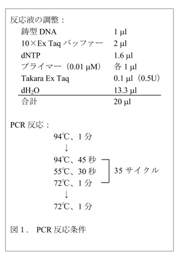 図1. PCR反応条件