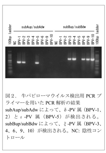 図2. 牛パピローマウイルス検出用PCRプライマーを用いたPCR解析の結果