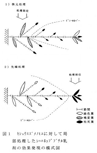 図1 キシュウスズメノヒエに対して局部処理したシハロホップブチル乳剤の効果発現の模式図