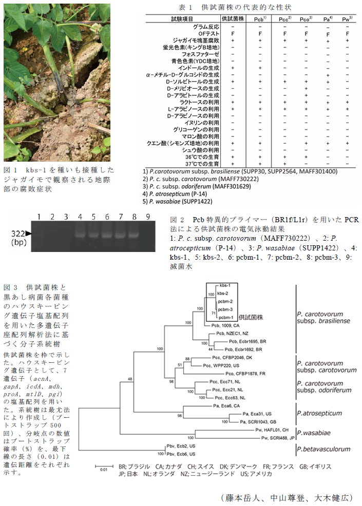 図1 kbs-1を種いも接種したジャガイモで観察される地際部の腐敗症状;図2 Pcb特異的プライマー(BR1f/L1r)を用いたPCR法による供試菌株の電気泳動結果;図3 供試菌株と黒あし病菌各菌種のハウスキーピング遺伝子塩基配列を用いた多遺伝子座配列解析法に基づく分子系統樹;表1 供試菌株の代表的な性状