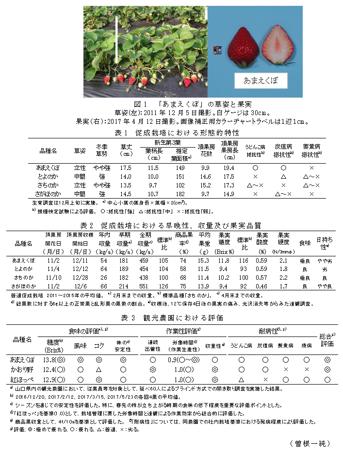 図1 「あまえくぼ」の草姿と果実;表1 促成栽培における形態的特性;表2 促成栽培における早晩性、収量及び果実品質;表3 観光農園における評価