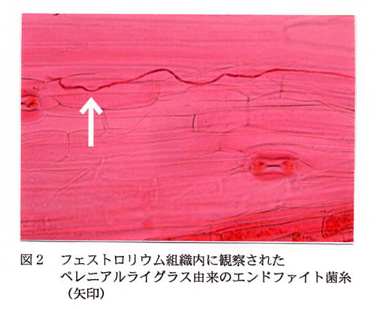 図2 フェストロリウム組織内に観察されたペレニアルライグラス由来のエンドファイト菌糸