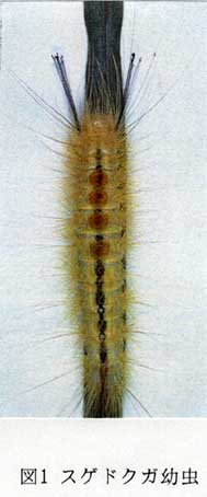図1 スゲドクガ幼虫