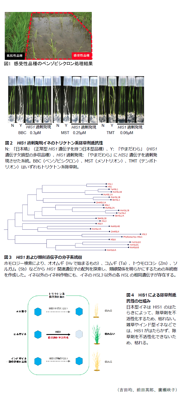 図1 感受性品種のベンゾビシクロン処理結果,図2 HIS1 過剰発現イネのトリケトン系除草剤抵抗性,図3 HIS1および類似遺伝子の分子系統樹 ホモロジー検索により、オオムギ(HV で始まるもの)、コムギ (Ta)、トウモロコシ (Zm)、ソルガム(SB)などからHIS1関連遺伝子の配列を探索し、類縁関係を明らかにするための系統樹を作成した,図4 HIS1による除草剤抵抗性の仕組み日本型イネはHIS1のはたらきによって、除草剤を不活性化するため、枯れない