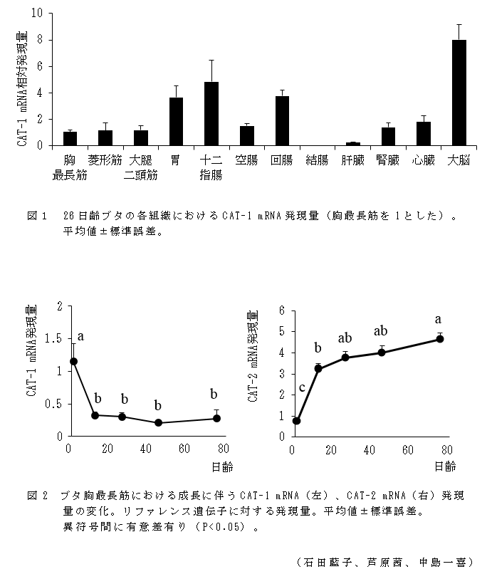 図1 26日齢ブタの各組織におけるCAT-1 mRNA発現量(胸最長筋を1とした);図2 ブタ胸最長筋における成長に伴うCAT-1 mRNA(左)、CAT-2 mRNA(右)発現量の変化