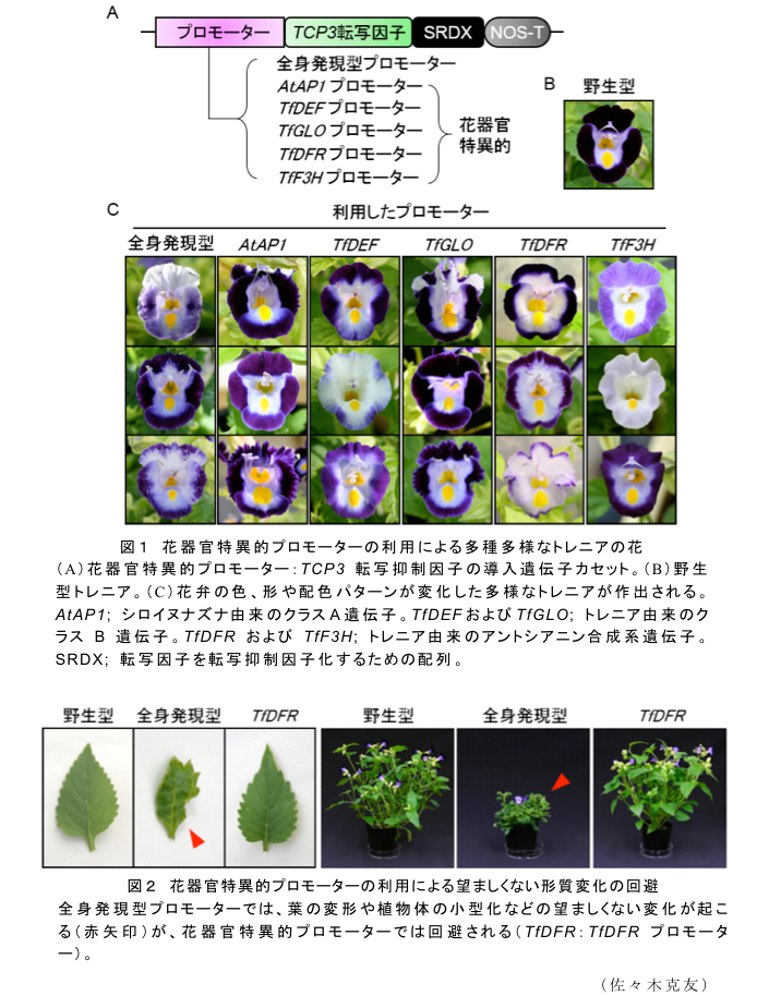 図1 花器官特異的プロモーターの利用による多種多様なトレニアの花?図2 花器官特異的プロモーターの利用による望ましくない形質変化の回避