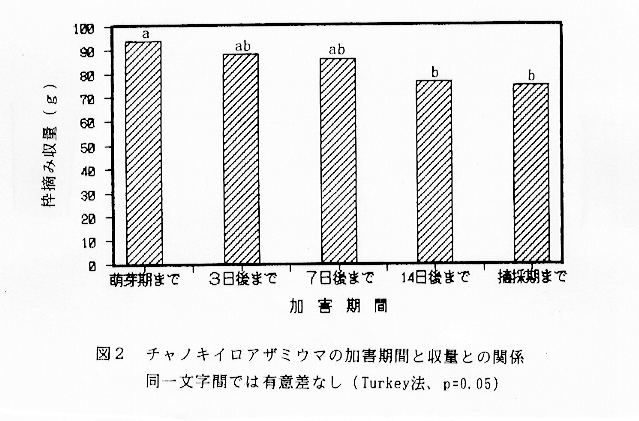 図2:チャノキイロアザミウマの加害期間と収量との関係
