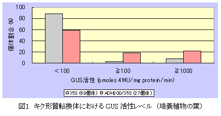 図1 キク形質転換体におけるGUS 活性レベル(培養植物の葉)