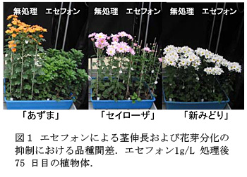 図1 エセフォンによる茎伸長および花芽分化の抑制における品種間差.エセフォン1g/L処理後75日目の植物体.