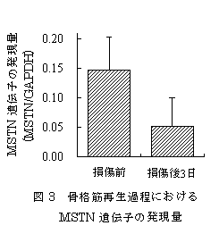 図3 骨格筋再生過程におけるMSTN遺伝子の発現量