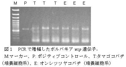 図1 PCR で増幅したボルバキアwsp 遺伝子.