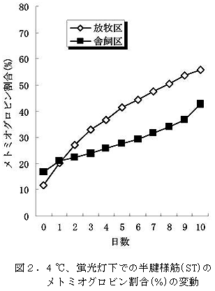 図2.4℃、蛍光灯下での半腱様筋(ST)の
メトミオグロビン割合(%)の変動