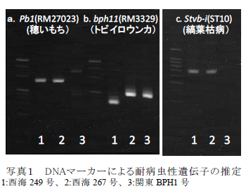 写真1 DNAマーカーによる耐病虫性遺伝子の推定