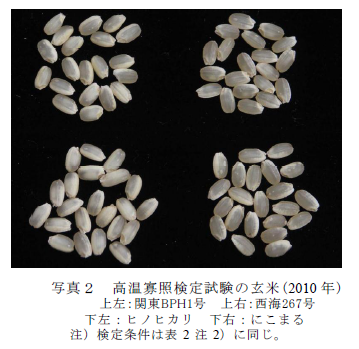 写真2 高温寡照検定試験の玄米(2010 年)