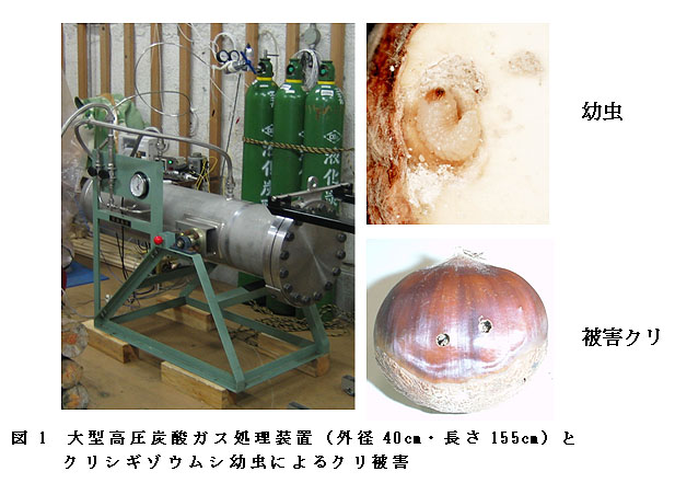 図1 大型高圧炭酸ガス処理装置(外径40cm・長さ155cm)とクリシギゾウムシ幼虫によるクリ被害