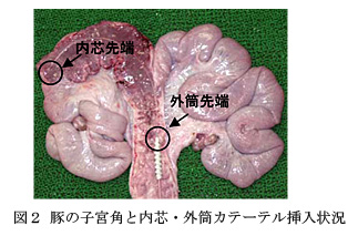 図2 豚の子宮角と内芯・外筒カテーテル挿入状況