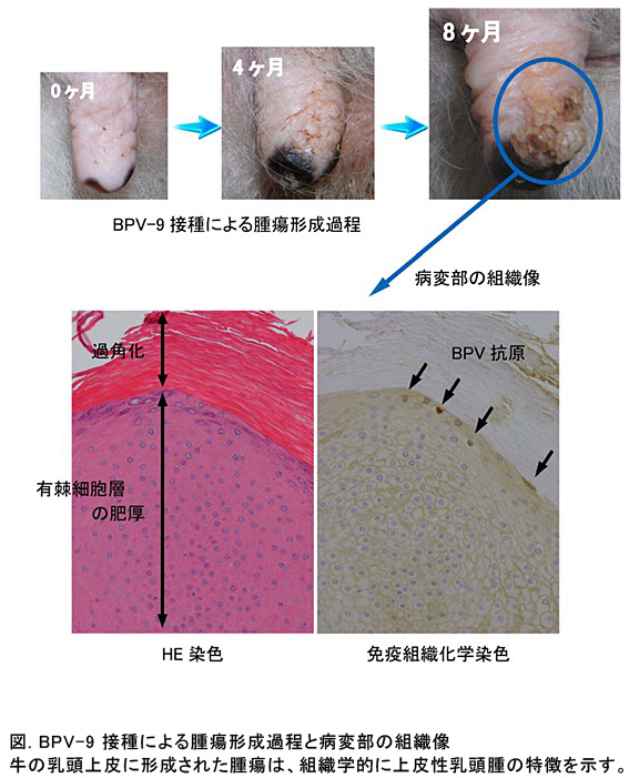 図. BPV-9接種による腫瘍形成過程と病変部の組織像牛の乳頭上皮に形成された腫瘍は、組織学的に上皮性乳頭腫の特徴を示す。