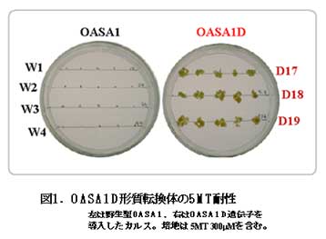 図1 .OASA1D形質転換体の5MT耐性