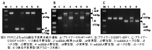 表1 wSSII遺伝子変異を確認するためのPCRプライマーセット