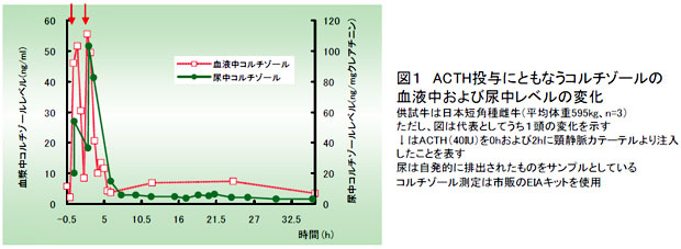 図1 ACTH投与にともなうコルチゾールの血液中および尿中レベルの変化