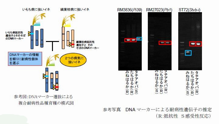参考図:DNAマーカー選抜による複合耐病性品種育種の模式図 参考写真 DNAマーカーによる耐病性遺伝子の推定