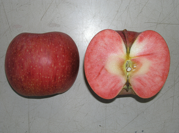 芯近くまで果肉が赤いリンゴ開発　果樹研究所