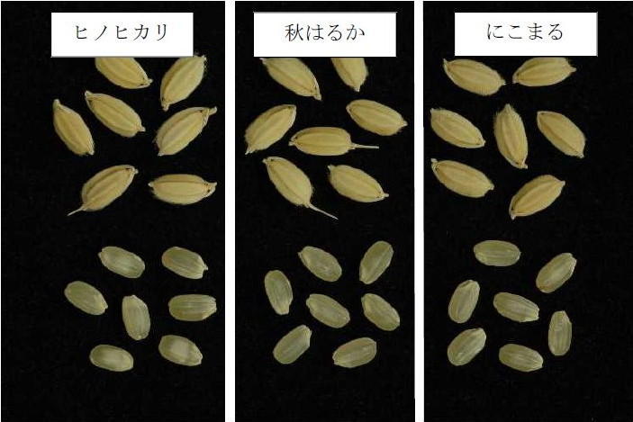 写真3「秋はるか」の籾と玄米