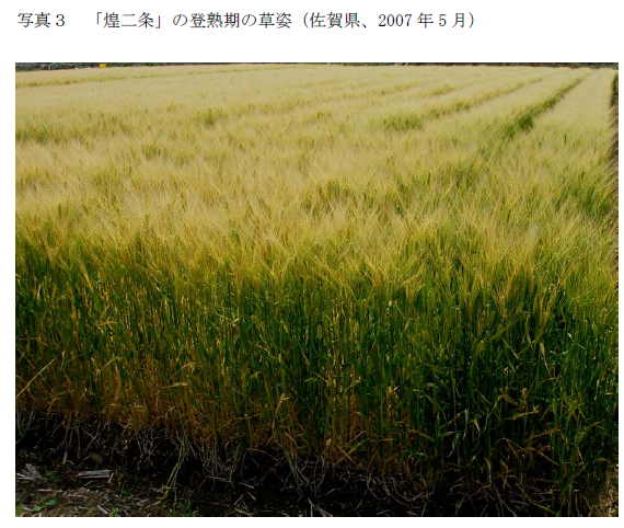 写真3 「煌二条」の登熟期の草姿(佐賀県、2007 年5 月)