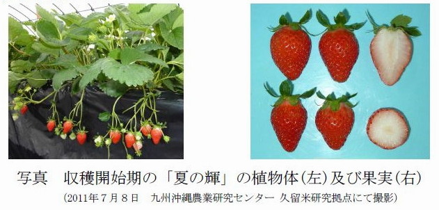 写真 収穫開始期の「夏の輝」の植物体(左)及び果実(右)